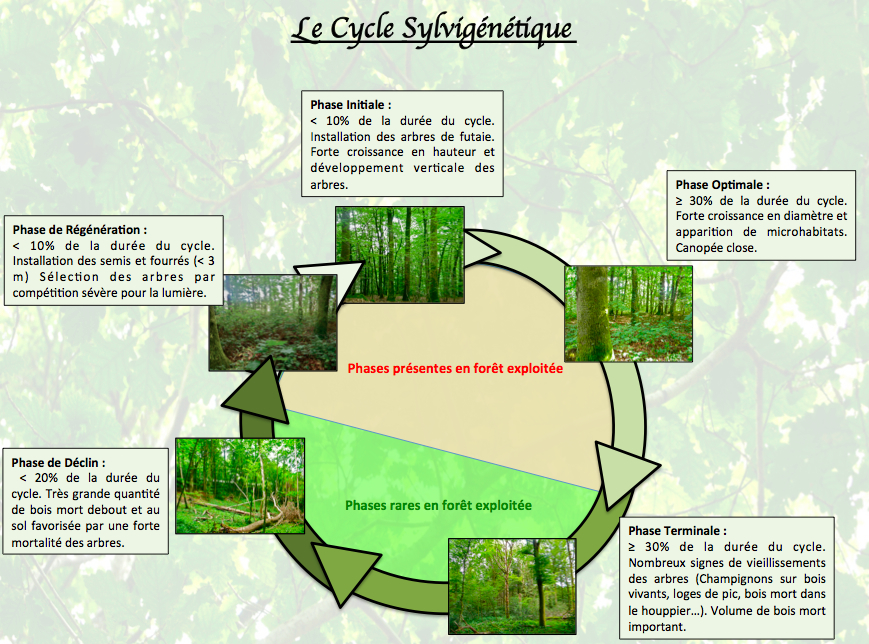 La dynamique de la forêt garantit sa biodiversité